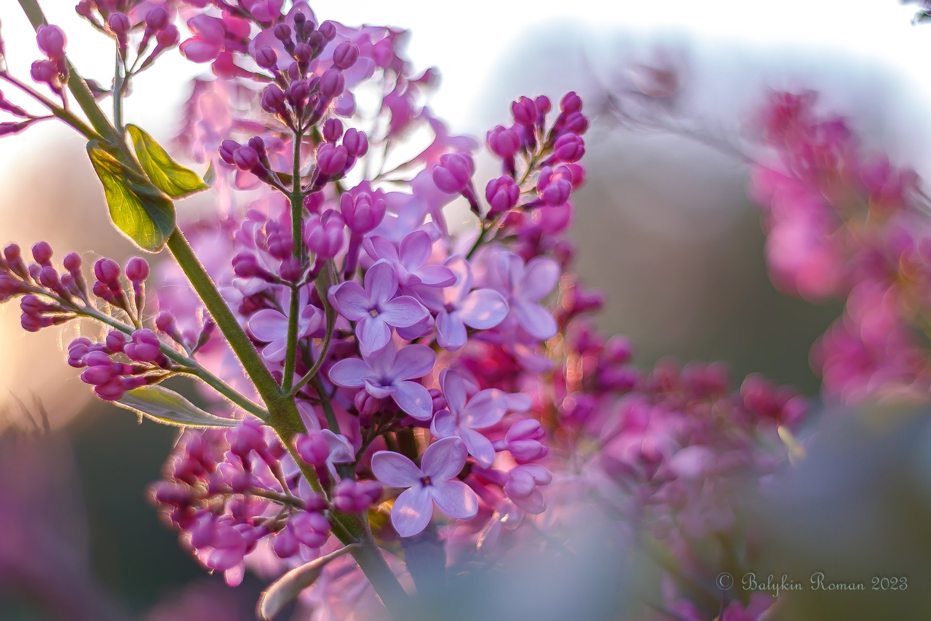 Lilac Photos Download The BEST Free Lilac Stock Photos  HD Images