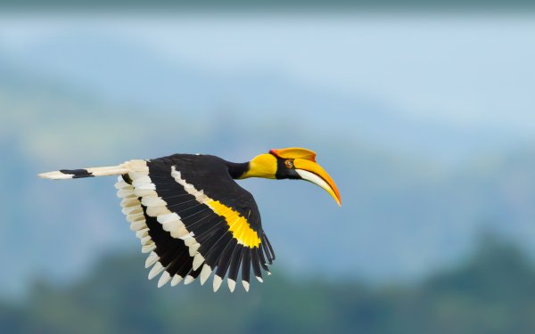 Animal Hornbill Birds Hornbills Great Hornbill HD Wallpaper | Background Image