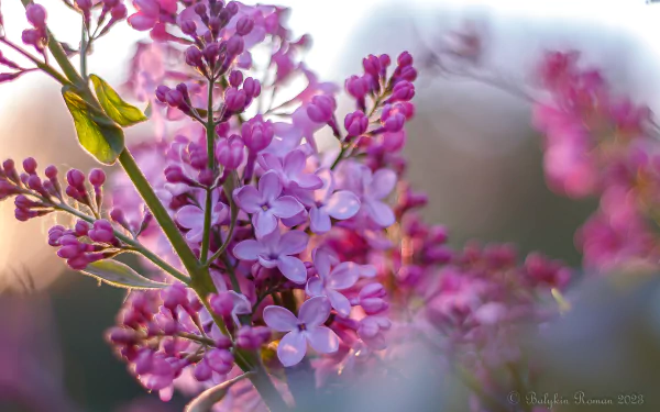 nature lilac HD Desktop Wallpaper | Background Image