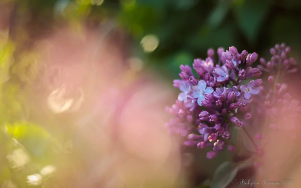 nature lilac HD Desktop Wallpaper | Background Image