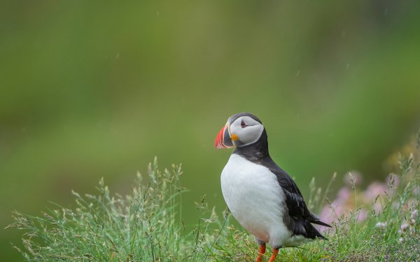 Animal Puffin Birds Seabirds HD Wallpaper | Background Image