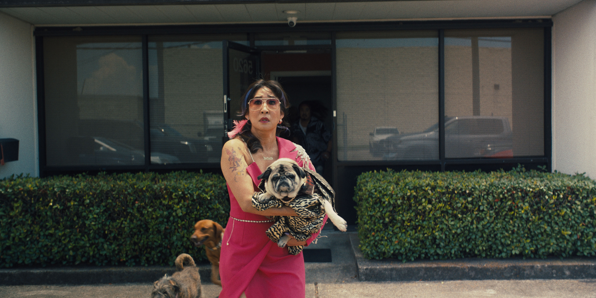 Woman in pink dress holding a pug with other dogs in the background, HD Quiz Lady desktop wallpaper.