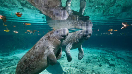  West Indian manatee mother and baby, Three Sisters Spring, Crystal River, Florida by Karine Aigner