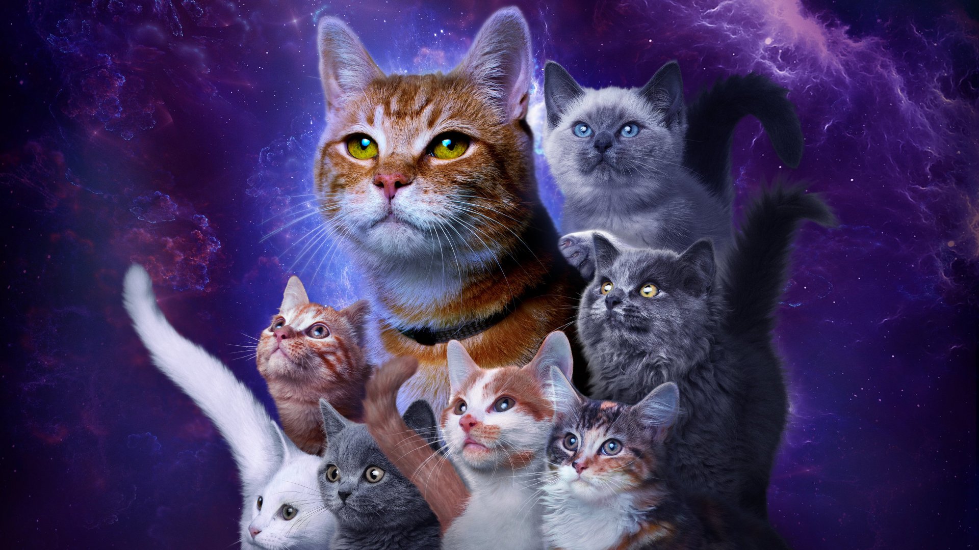 HD PC desktop wallpaper featuring multiple cats arranged against a cosmic background, tagged with the movie The Marvels.