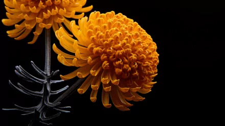 Bright yellow flowers bloom beautifully against a dark background, highlighting their intricate petals and natural elegance. An eye-catching HD wallpaper for nature lovers.