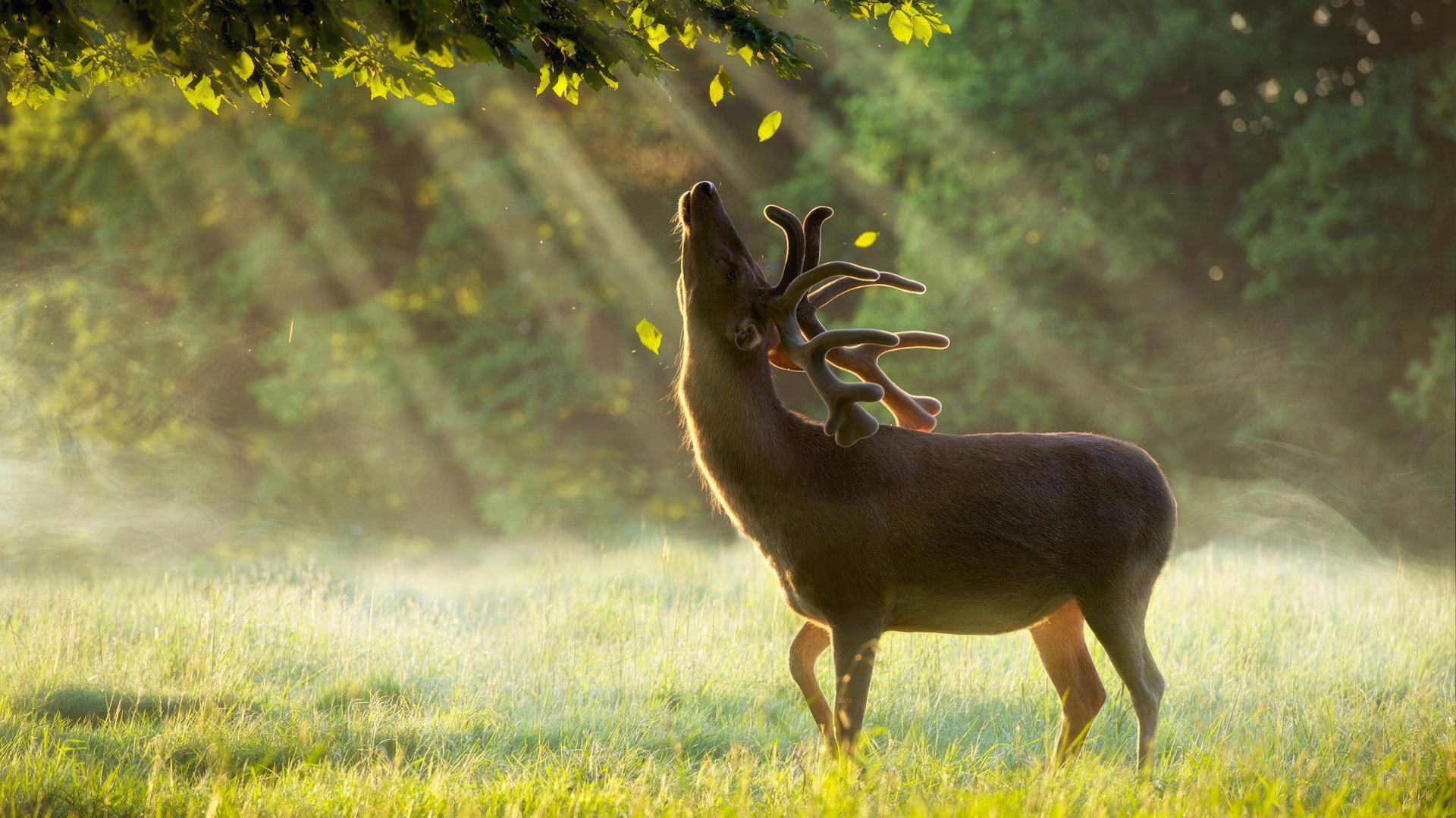 Majestic deer basking in sunbeams in a serene forest, HD wallpaper.