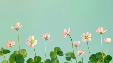 HD wallpaper of delicate pink flowers and green clover leaves against a soft teal background for desktop.