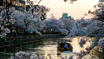 A serene scene in Kyoto, Japan, featuring a boat gliding through a canal lined with blooming sakura trees, creating a picturesque spring landscape.