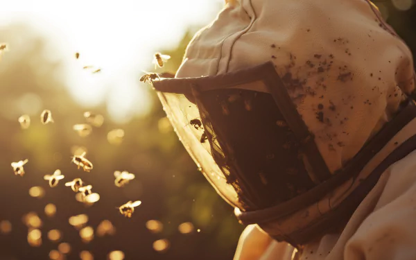 A beekeeper in protective gear stands amidst a swarm of bees, illuminated by golden sunlight, creating a captivating HD desktop wallpaper and background.
