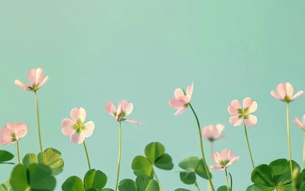 HD wallpaper of delicate pink flowers and green clover leaves against a soft teal background for desktop.