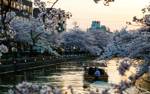 A serene scene in Kyoto, Japan, featuring a boat gliding through a canal lined with blooming sakura trees, creating a picturesque spring landscape.
