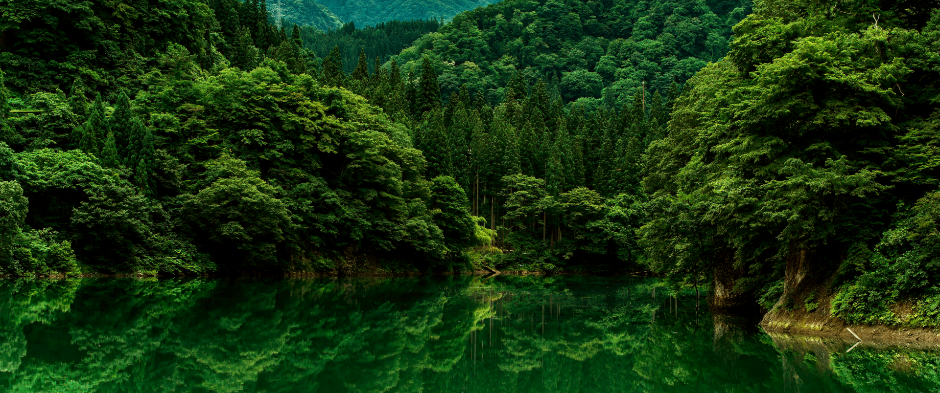 forest - widescreen by Activitude