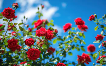 Blue And Red Roses Wallpaper Wallpaper: Blue Rose Wallpapers