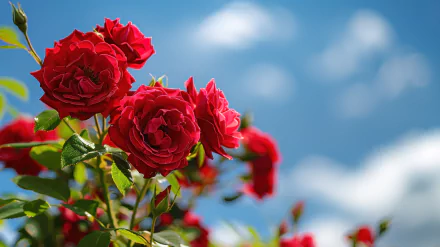 Vibrant red roses bloom under a clear blue sky, capturing the essence of love and romance in this stunning 4K Ultra HD nature wallpaper.