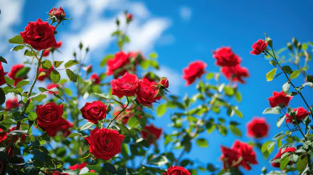  Red roses under blue sky