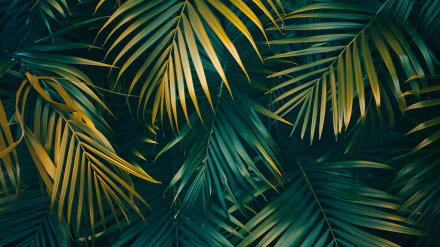 HD desktop wallpaper featuring a lush, vibrant pattern of overlapping green palm leaves, creating a natural and refreshing background.