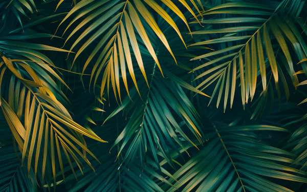 HD desktop wallpaper featuring a lush, vibrant pattern of overlapping green palm leaves, creating a natural and refreshing background.