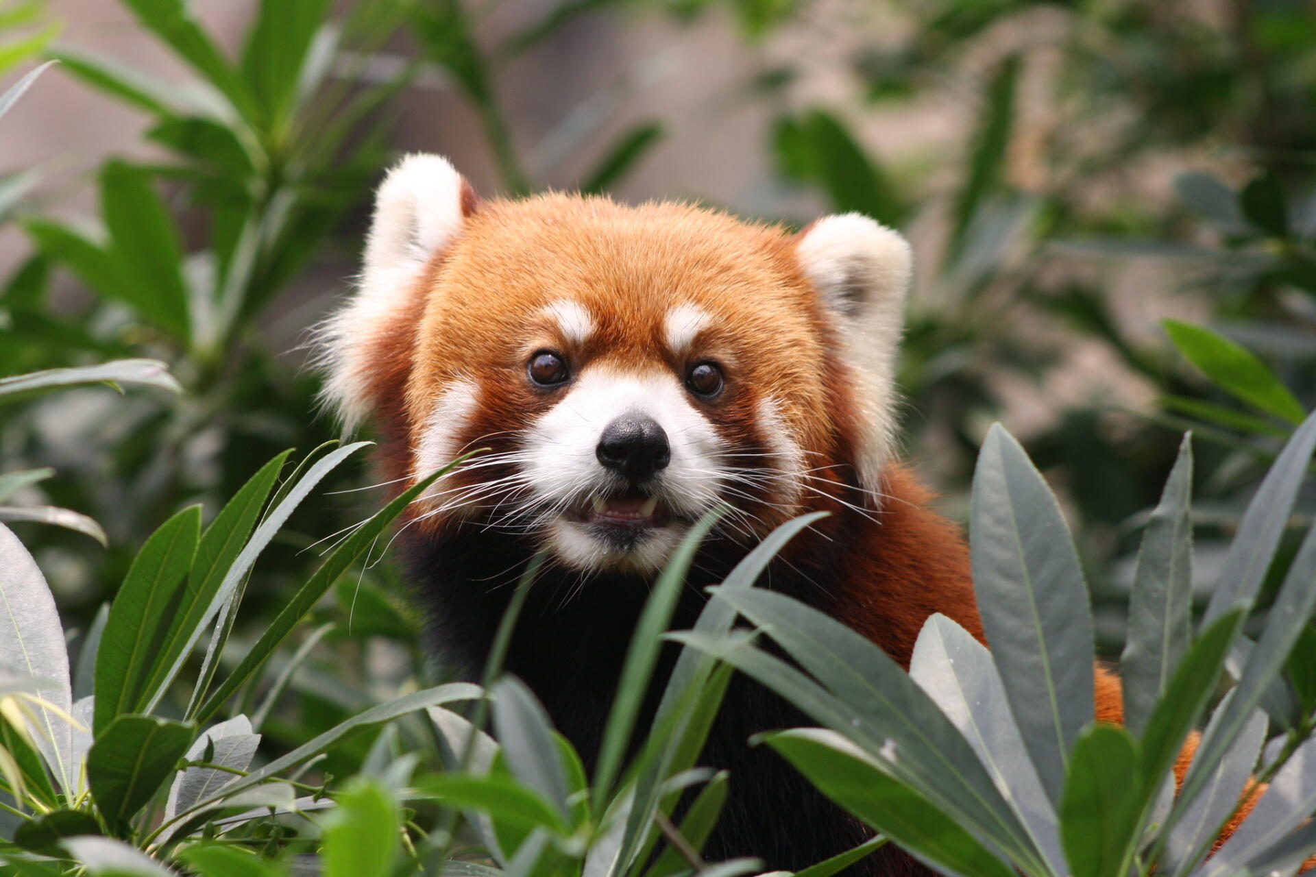 Download Red Panda HD Wallpaper
