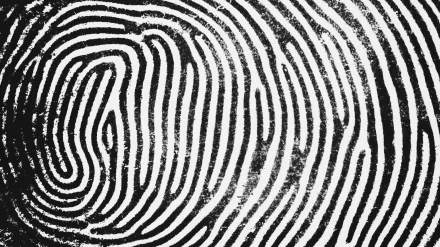 A high-definition desktop wallpaper featuring an intricate fingerprint design, showcasing bold black and white lines in a captivating, artistic pattern.