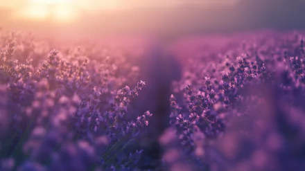 A stunning HD desktop wallpaper featuring a dreamy lavender field, bathed in soft light, showcasing delicate purple blooms that evoke tranquility and beauty.