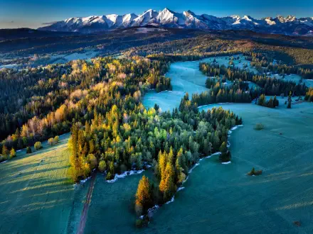 A stunning aerial view of a lush pine tree forest in Poland, framed by mountains. The landscape showcases vibrant greenery and serene natural beauty, captured in 4K Ultra HD.