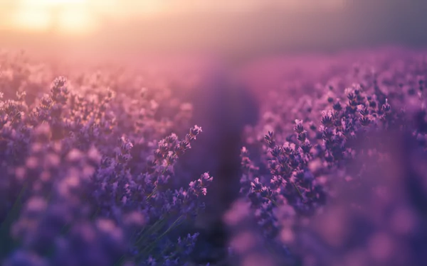 A stunning HD desktop wallpaper featuring a dreamy lavender field, bathed in soft light, showcasing delicate purple blooms that evoke tranquility and beauty.