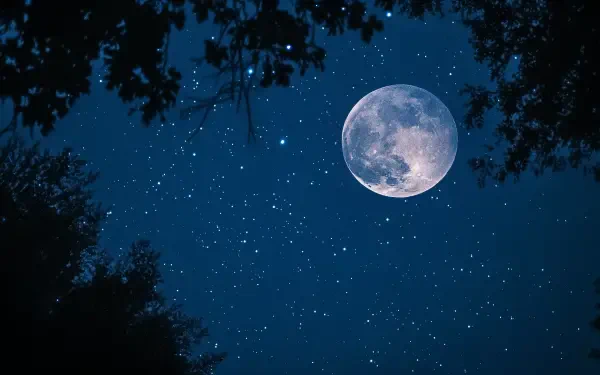 A serene moonlit sky filled with sparkling stars, framed by silhouetted tree branches. This enchanting scene serves as a stunning 4K Ultra HD desktop wallpaper.