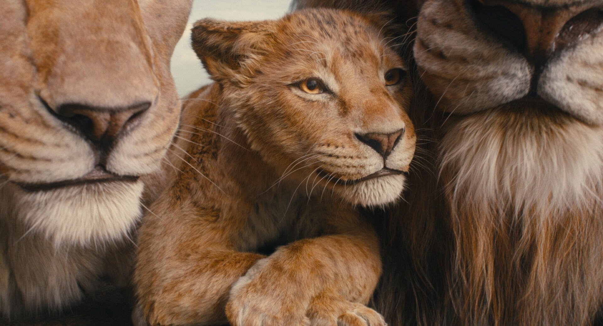 HD PC desktop wallpaper featuring a close-up of Mufasa and lion cub from the movie Mufasa: The Lion King, showcasing detailed and expressive lion characters.