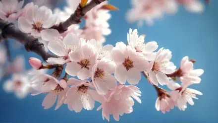 flower cherry blossom close-up HD Desktop Wallpaper | Background Image