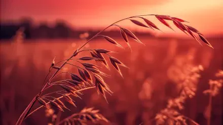 A close-up of oat stalks against a stunning sunset backdrop, showcasing rich shades of orange and red in this 4K Ultra HD desktop wallpaper.