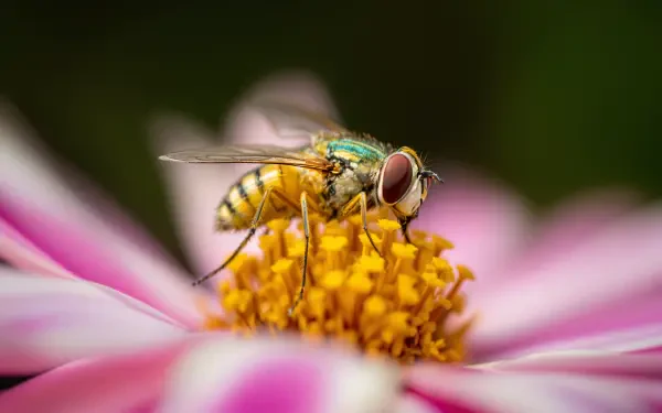 A vibrant fly perched on a yellow flower, captured in stunning detail, serving as a beautiful 4K Ultra HD desktop wallpaper and background.