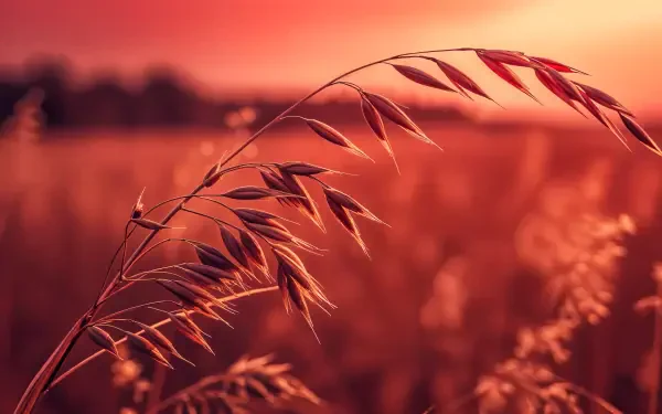 A close-up of oat stalks against a stunning sunset backdrop, showcasing rich shades of orange and red in this 4K Ultra HD desktop wallpaper.