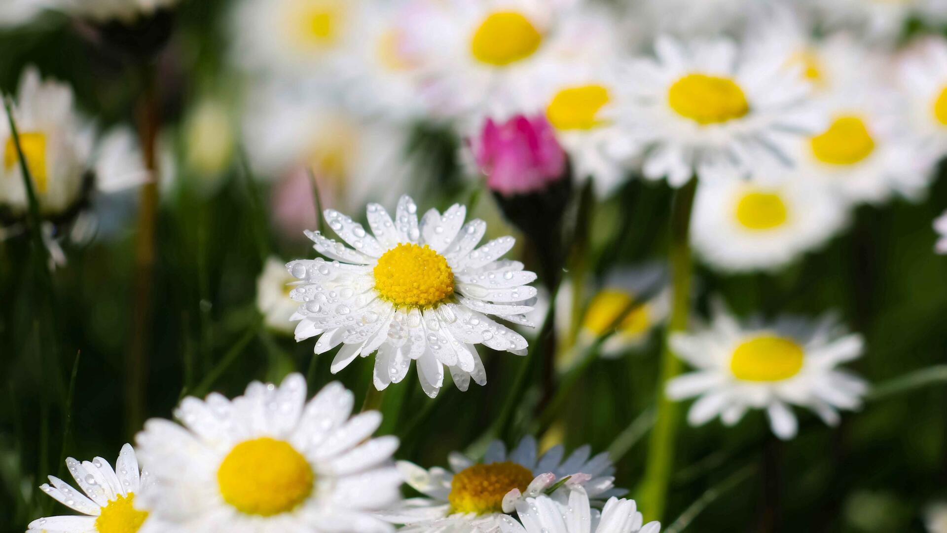 Download Flower Macro 4k Ultra HD Wallpaper