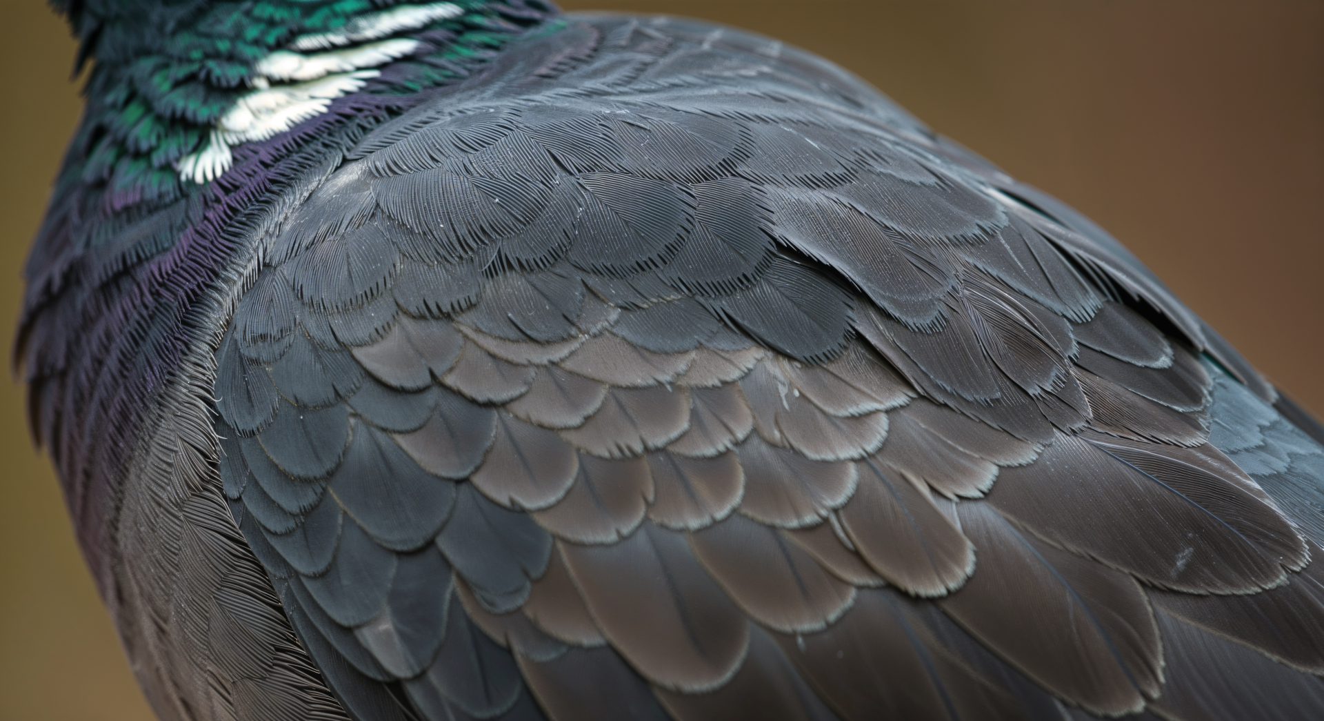 Close-up of a pigeon's iridescent feathers, showcasing intricate details and colors, captured in vibrant 4K Ultra HD quality for a striking PC desktop wallpaper.