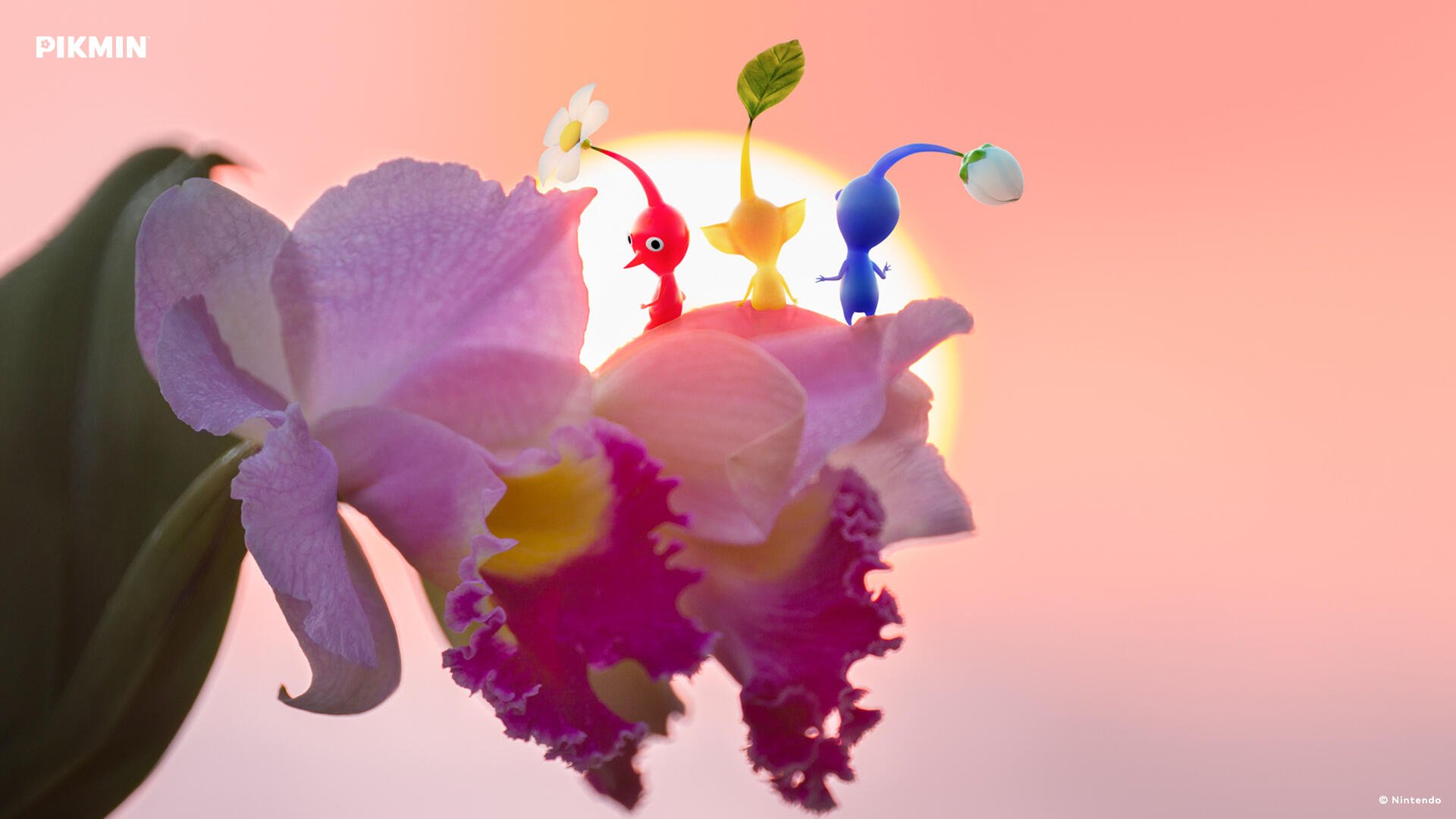 Download Pikmin Pikmin 4 HD Wallpaper