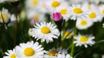 flower macro HD Desktop Wallpaper | Background Image
