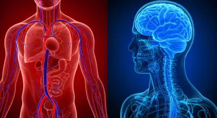 A striking 4K Ultra HD medical wallpaper showcasing the human circulatory system in red on one side and a glowing blue brain with neural pathways on the other.