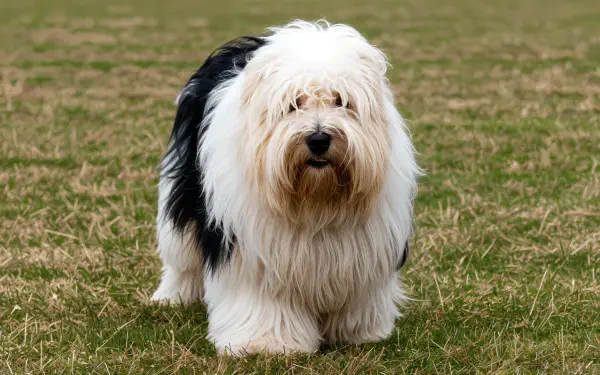 A fluffy sheepdog stands on grass, showcasing its distinctive black and white fur. This striking image makes a vibrant 4K Ultra HD desktop wallpaper.