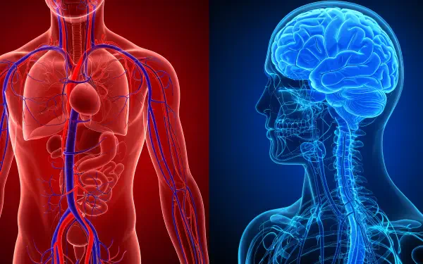 A striking 4K Ultra HD medical wallpaper showcasing the human circulatory system in red on one side and a glowing blue brain with neural pathways on the other.
