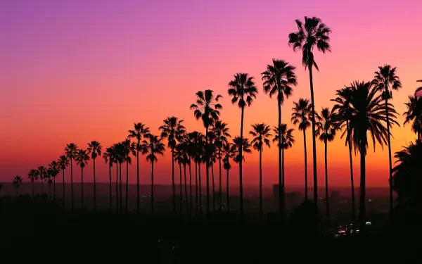 HD desktop wallpaper featuring a vibrant Los Angeles sunset with silhouetted palm trees and a cityscape in the USA.