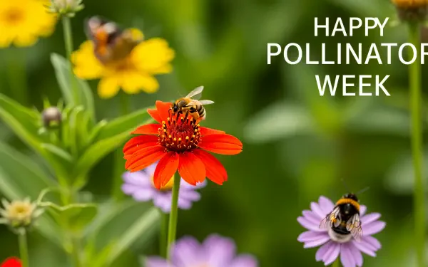 Close-up of bees pollinating vibrant flowers, celebrating Pollinator Week in a sharp 4K Ultra HD desktop wallpaper and background.