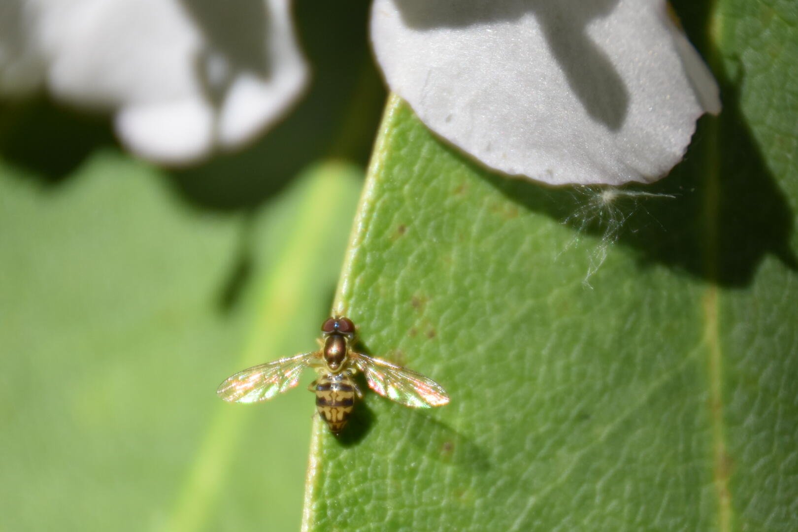 Macro close-up of a bee insect perched on a green leaf, HD PC desktop wallpaper background.