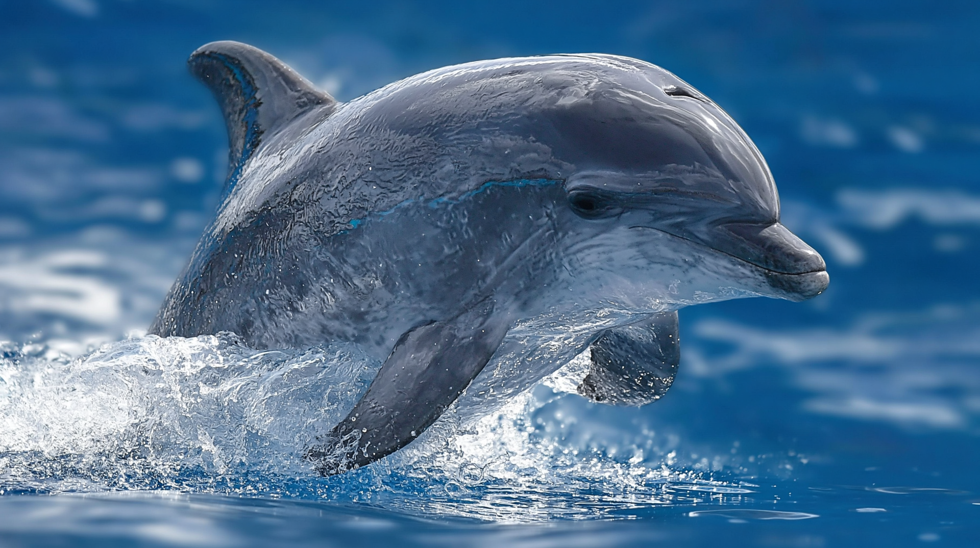 2K Quad HD PC desktop wallpaper background: an animal porpoise leaping from crystal-blue water, sunlight glinting on its sleek, splash-ringed body.