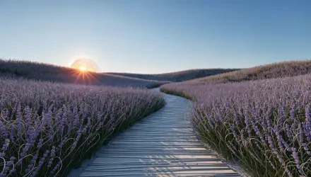 4K Ultra HD PC desktop wallpaper and background: sunrise over a lavender field with a wooden boardwalk winding through rows of purple blooms.