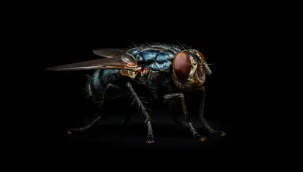 4K Ultra HD PC desktop wallpaper: macro close-up of a metallic blue fly on a black background, showcasing detailed compound eyes, iridescent thorax, and fine leg hairs.