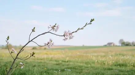 Minimalist spring blossom branch in soft focus above a green meadow and distant farmhouse — 5K Ultra HD PC desktop wallpaper/background.