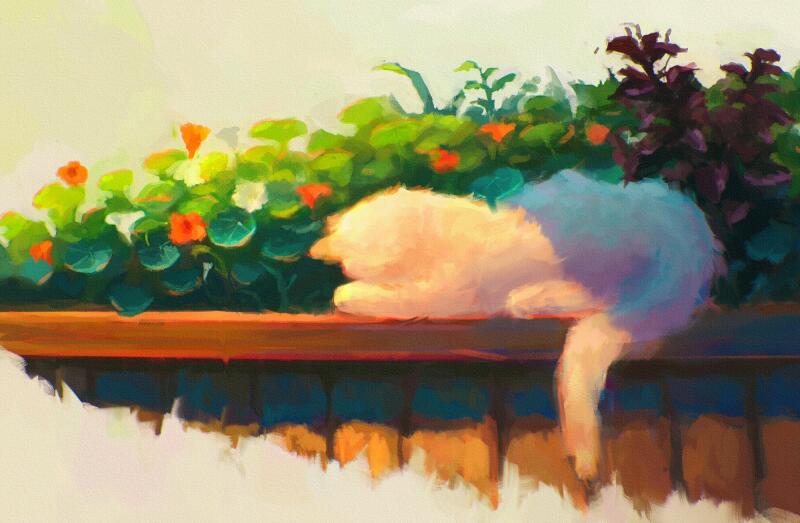 {{ HD PC desktop wallpaper background: fluffy white cat naps atop a wooden fence surrounded by bright spring flowers bathed in warm, golden light.