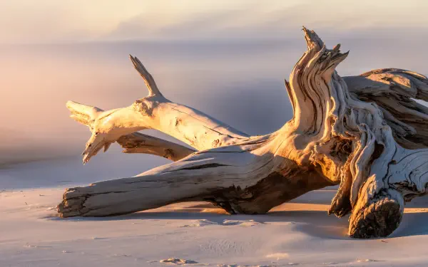 Sunlit driftwood resting on windswept sand at golden hour — 4K Ultra HD PC desktop wallpaper and background.