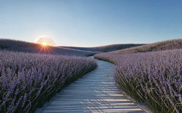4K Ultra HD PC desktop wallpaper and background: sunrise over a lavender field with a wooden boardwalk winding through rows of purple blooms.