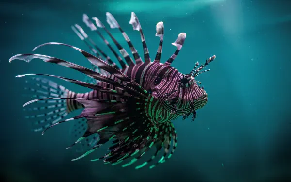 Close-up of a vibrant lionfish with fanned spines in teal water — 4K Ultra HD PC desktop wallpaper and background.